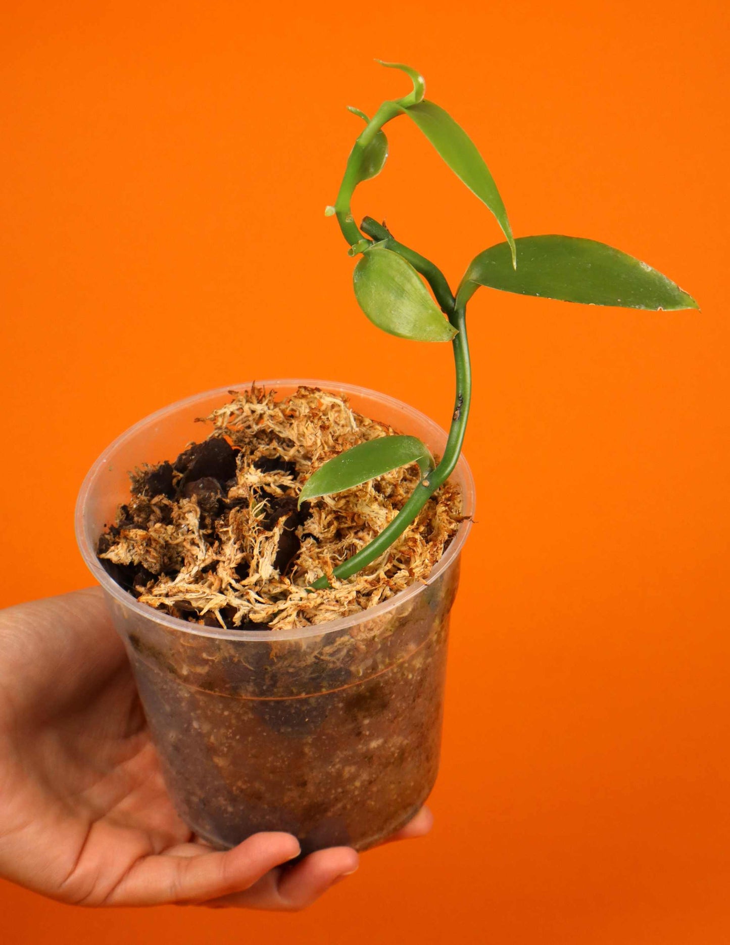 Echte Vanille Pflanze 'Vanilla planifolia'