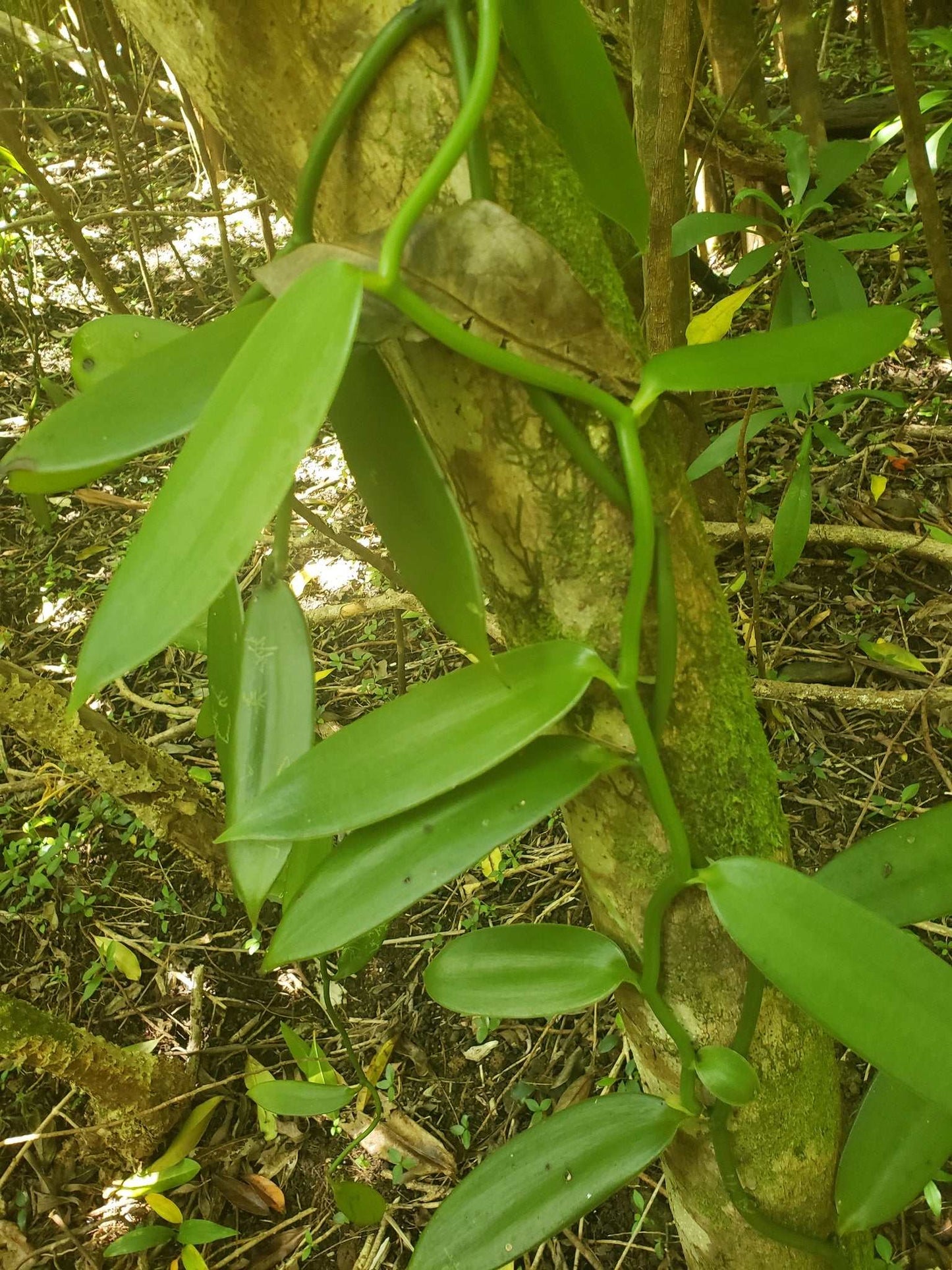 Echte Vanille Pflanze 'Vanilla planifolia'