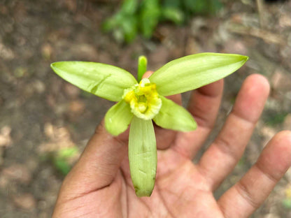Echte Vanille Pflanze 'Vanilla planifolia'