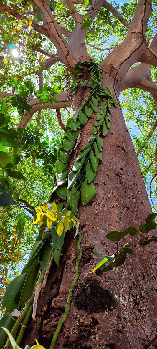 Vanilla pompona | västindisk vanilj