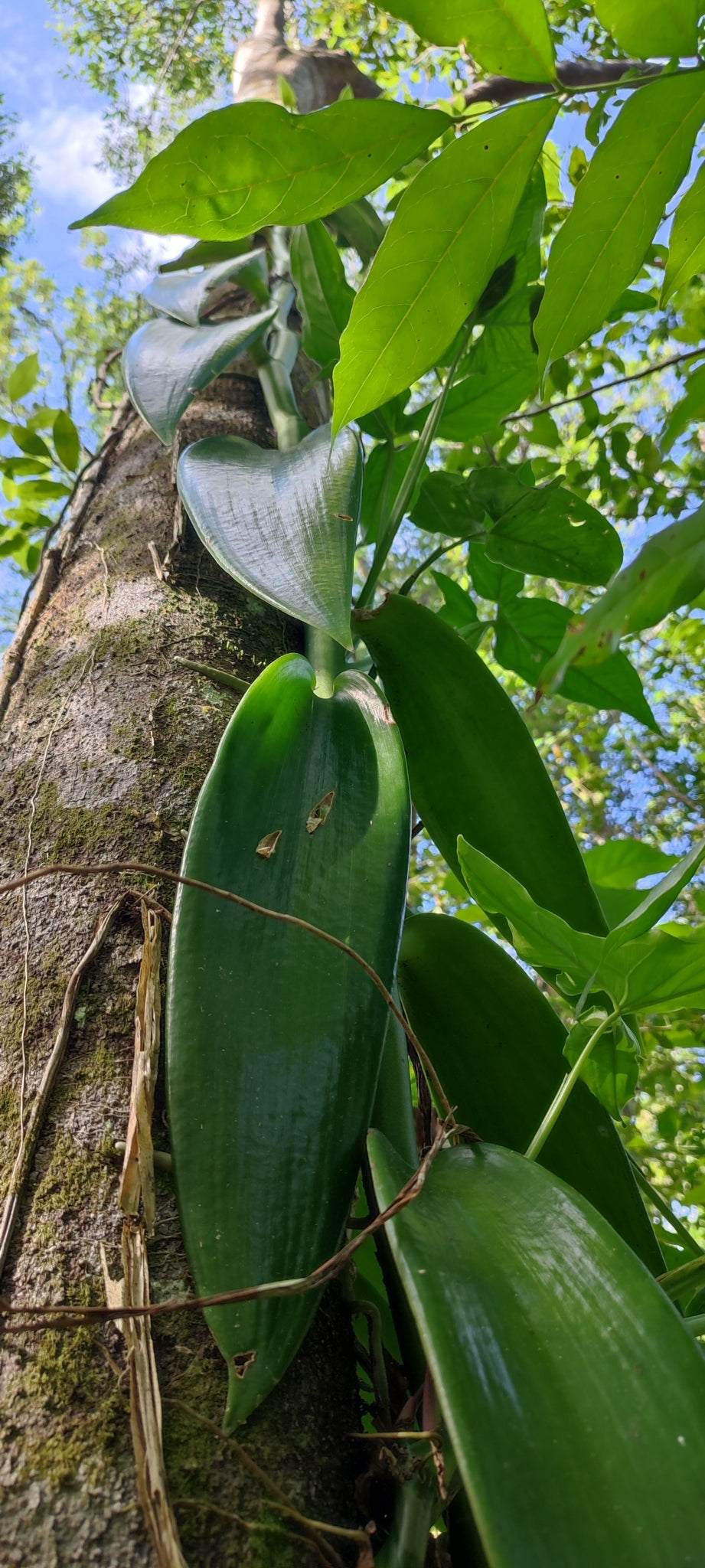 Vanilla pompona | västindisk vanilj