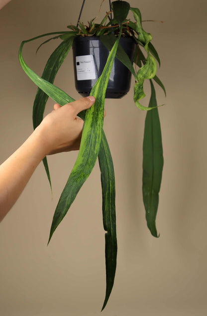 Anthurium vittariifolium variegata
