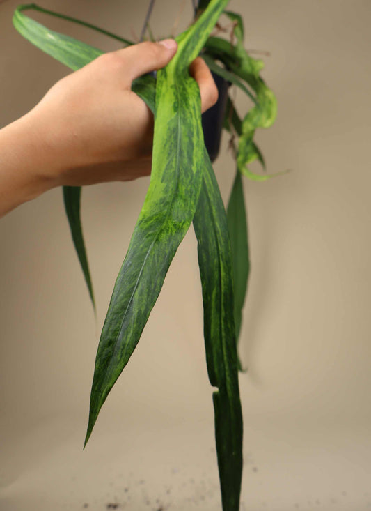 Anthurium vittariifolium variegata