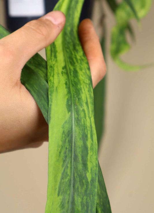 Anthurium vittariifolium variegata