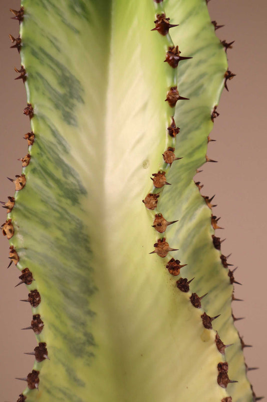 Euphorbia ingens 'Variegata' (Kaktuseuphorbia)