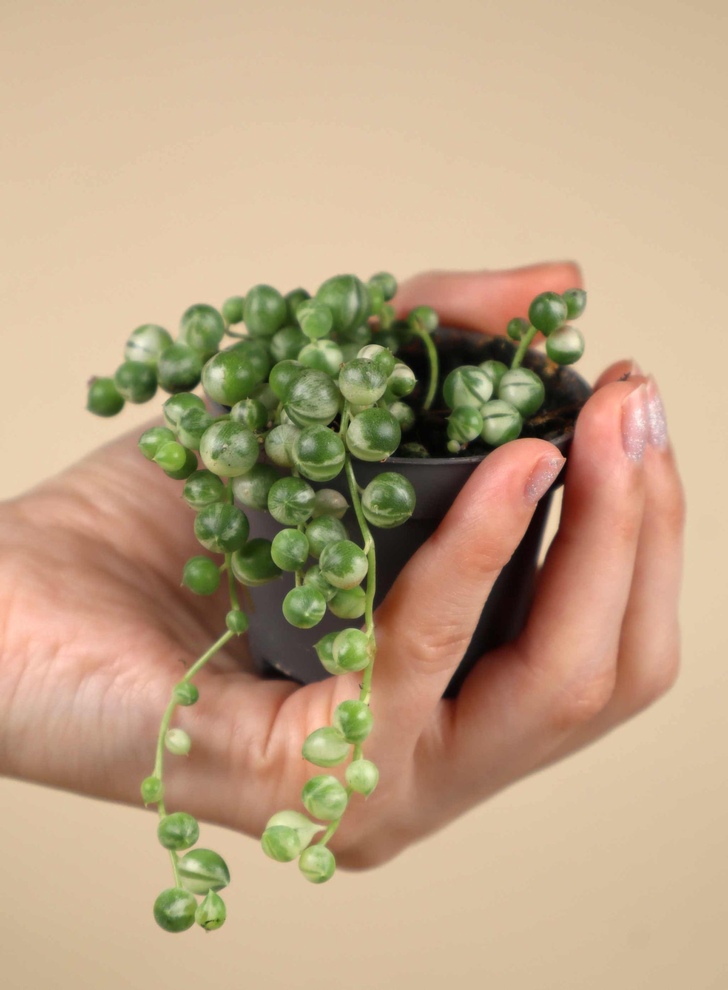 Senecio variegata | String of Pearls, variegated