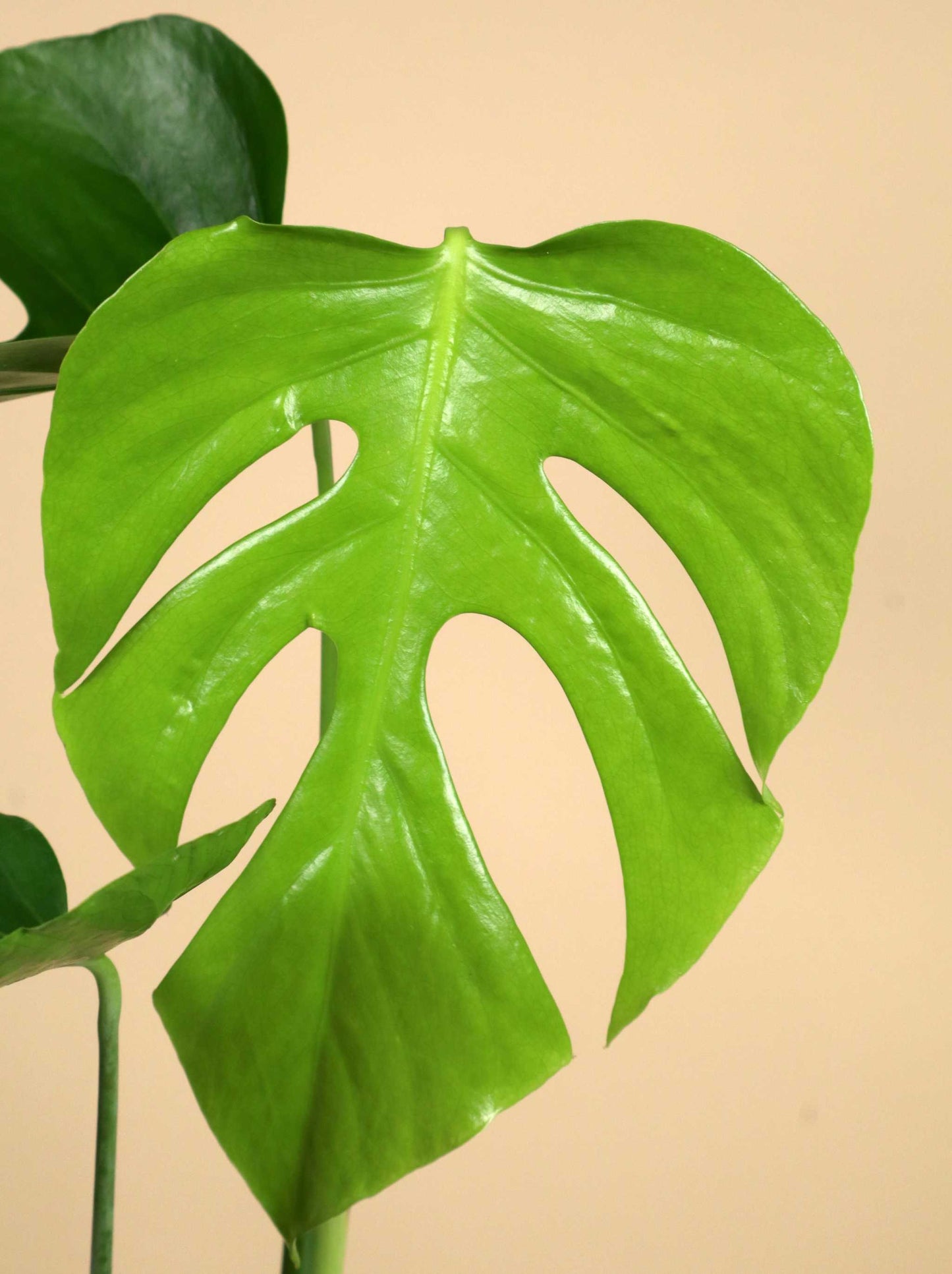 Monstera deliciosa var. sierrana