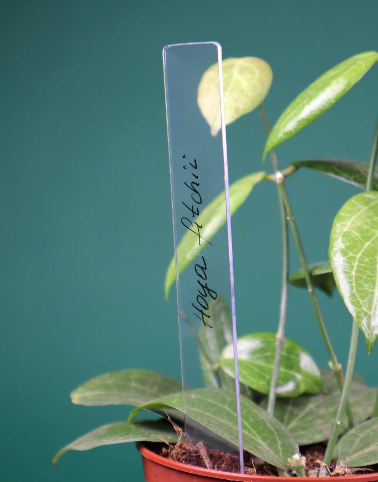 Växtetiketter i genomskinlig plast