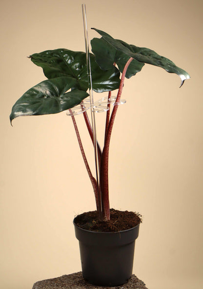 Bladstöd - Transparenta Akrylkrokar