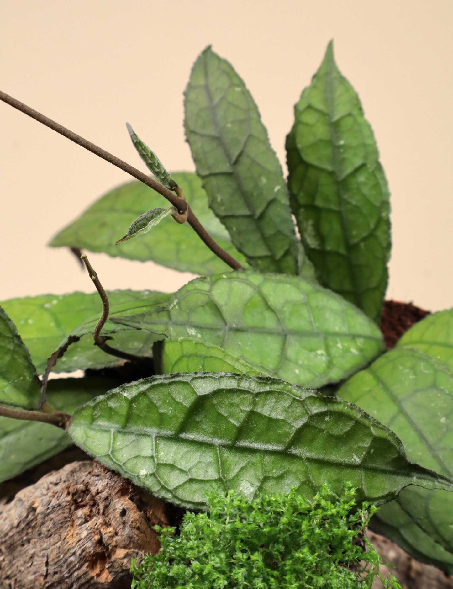 Hoya aff. clemensiorum