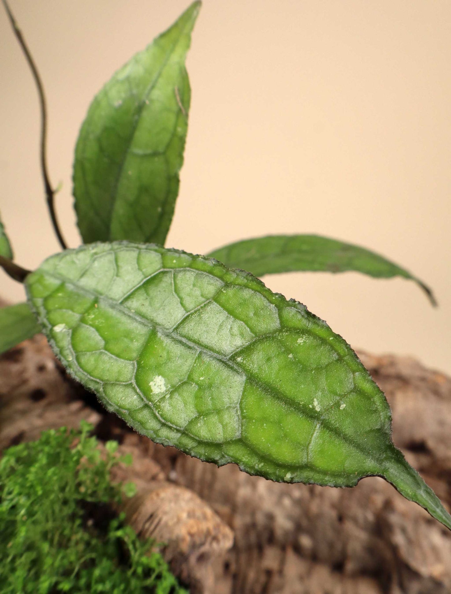 Hoya aff. clemensiorum