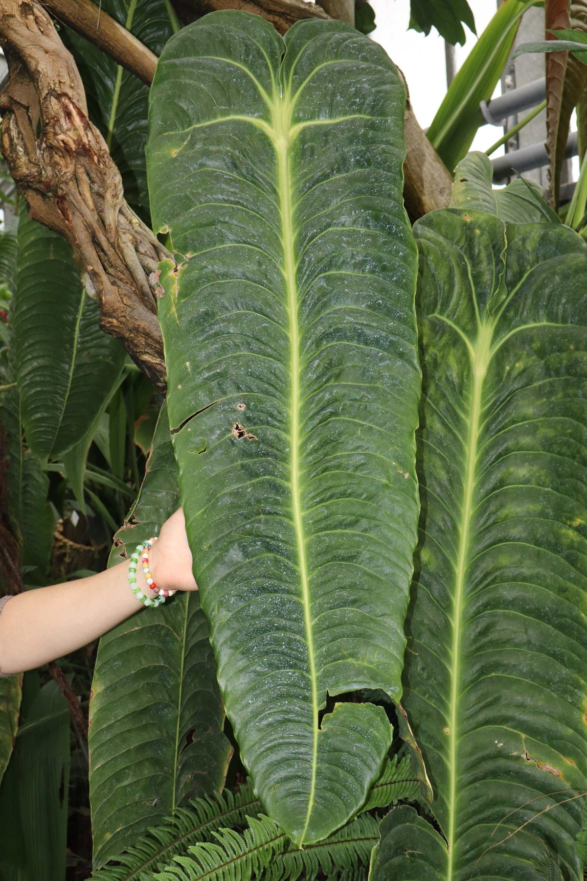Anthurium veitchii