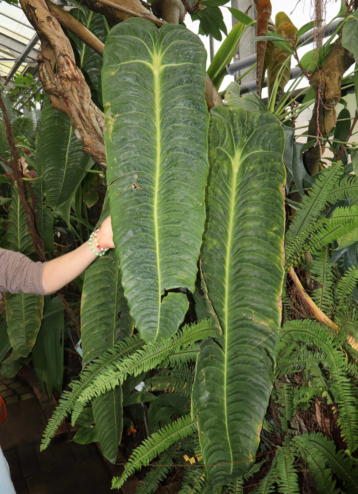 Anthurium veitchii