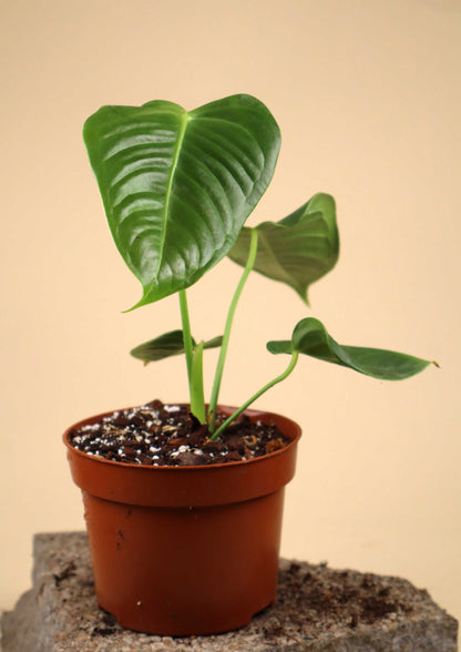 Anthurium veitchii