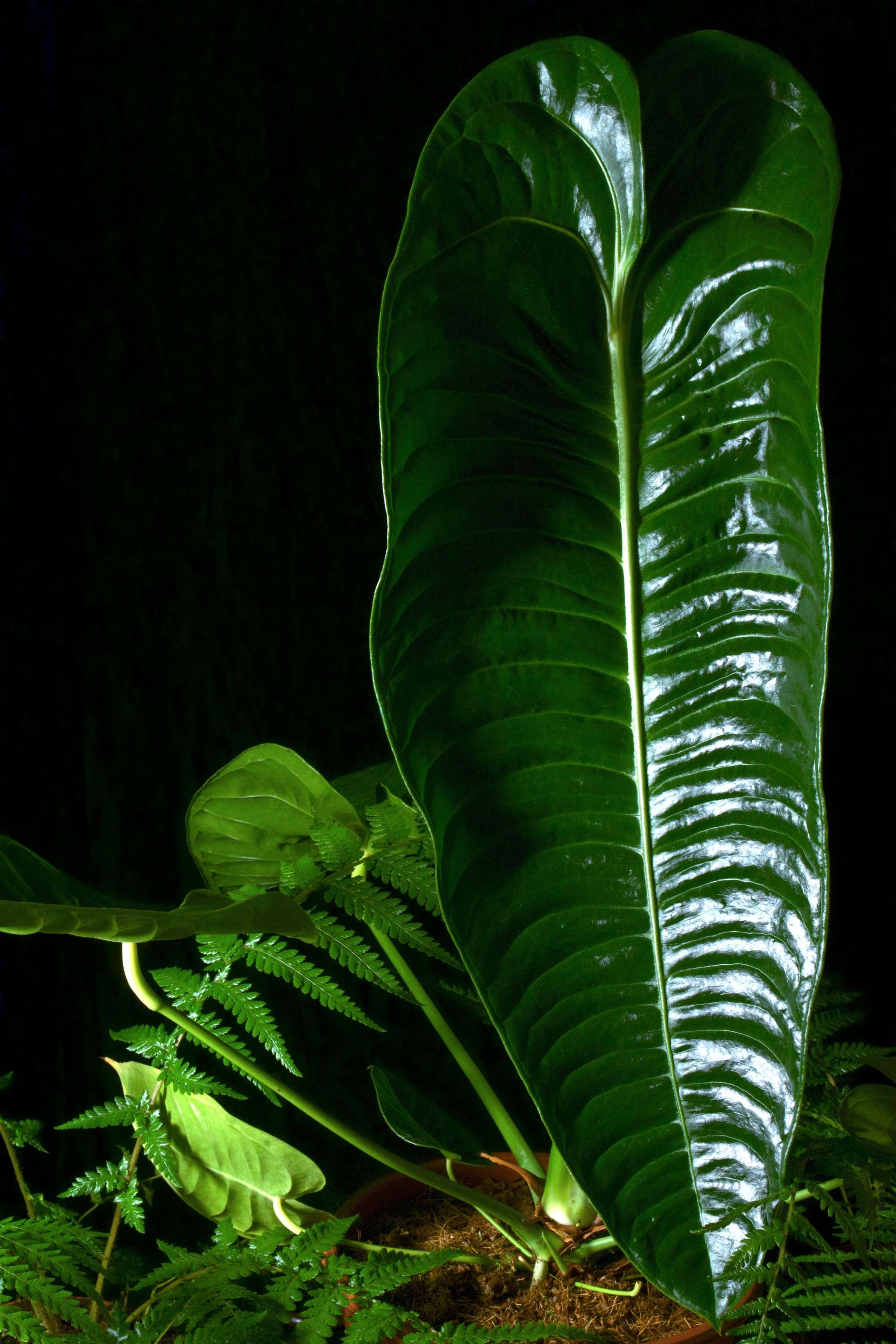 anthurium veitchii wide form Anthurium veitchii For Sale | Buy Unusual Plants Online