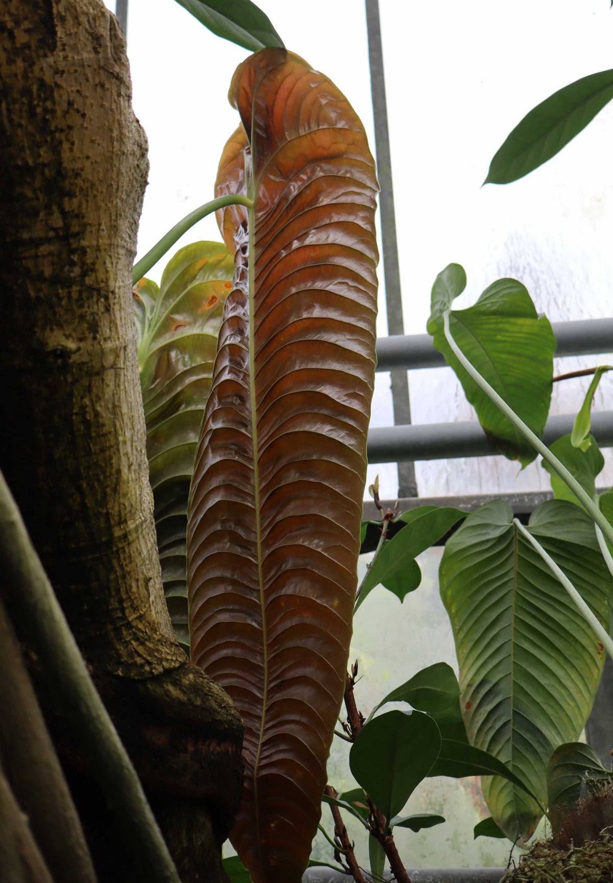 Anthurium veitchii