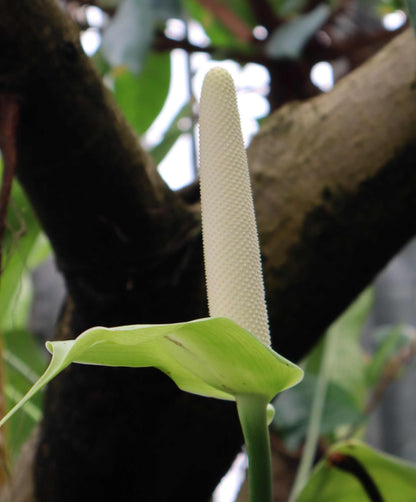 Anthurium veitchii