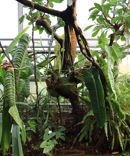 Anthurium veitchii