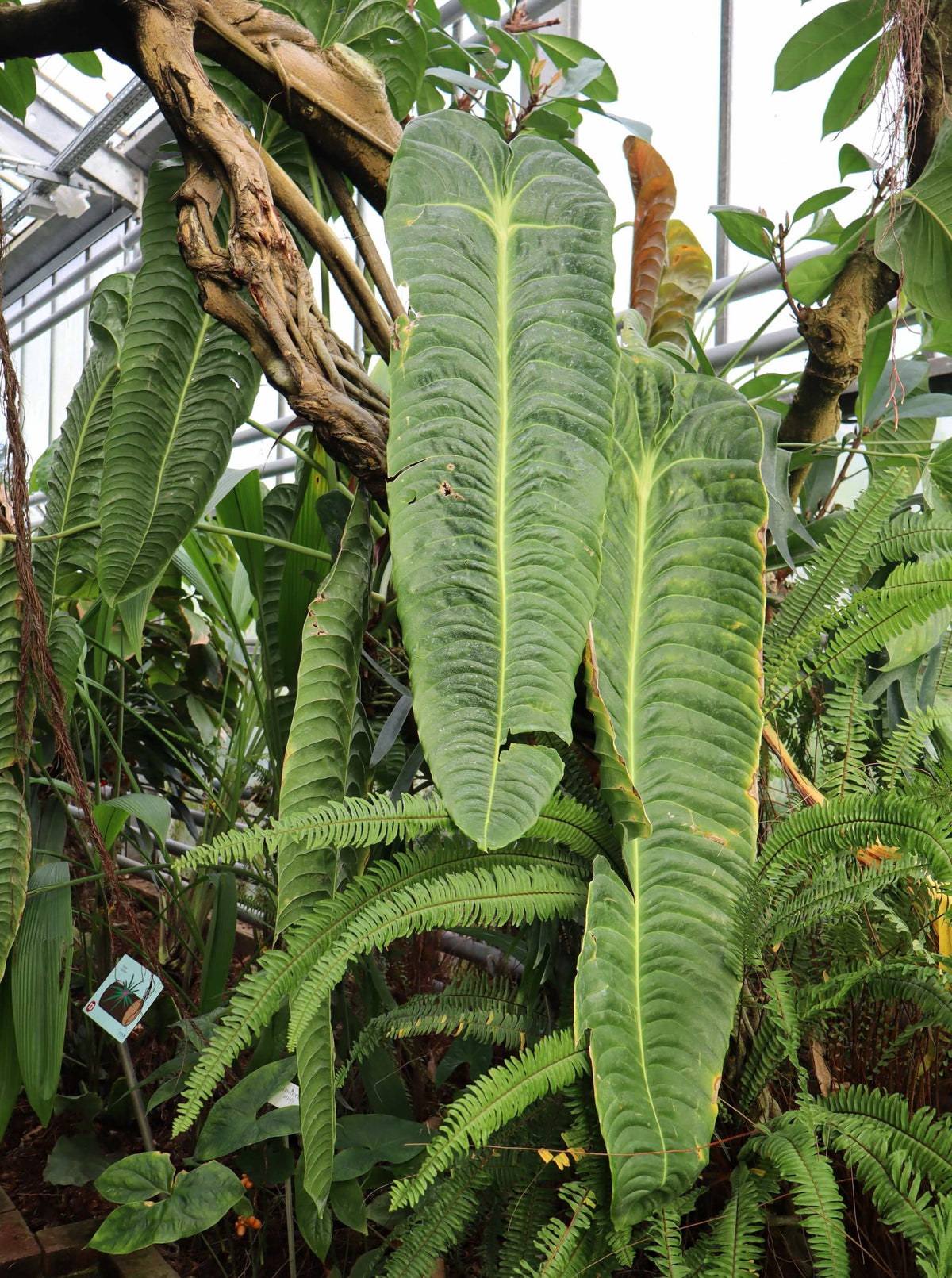 Anthurium veitchii
