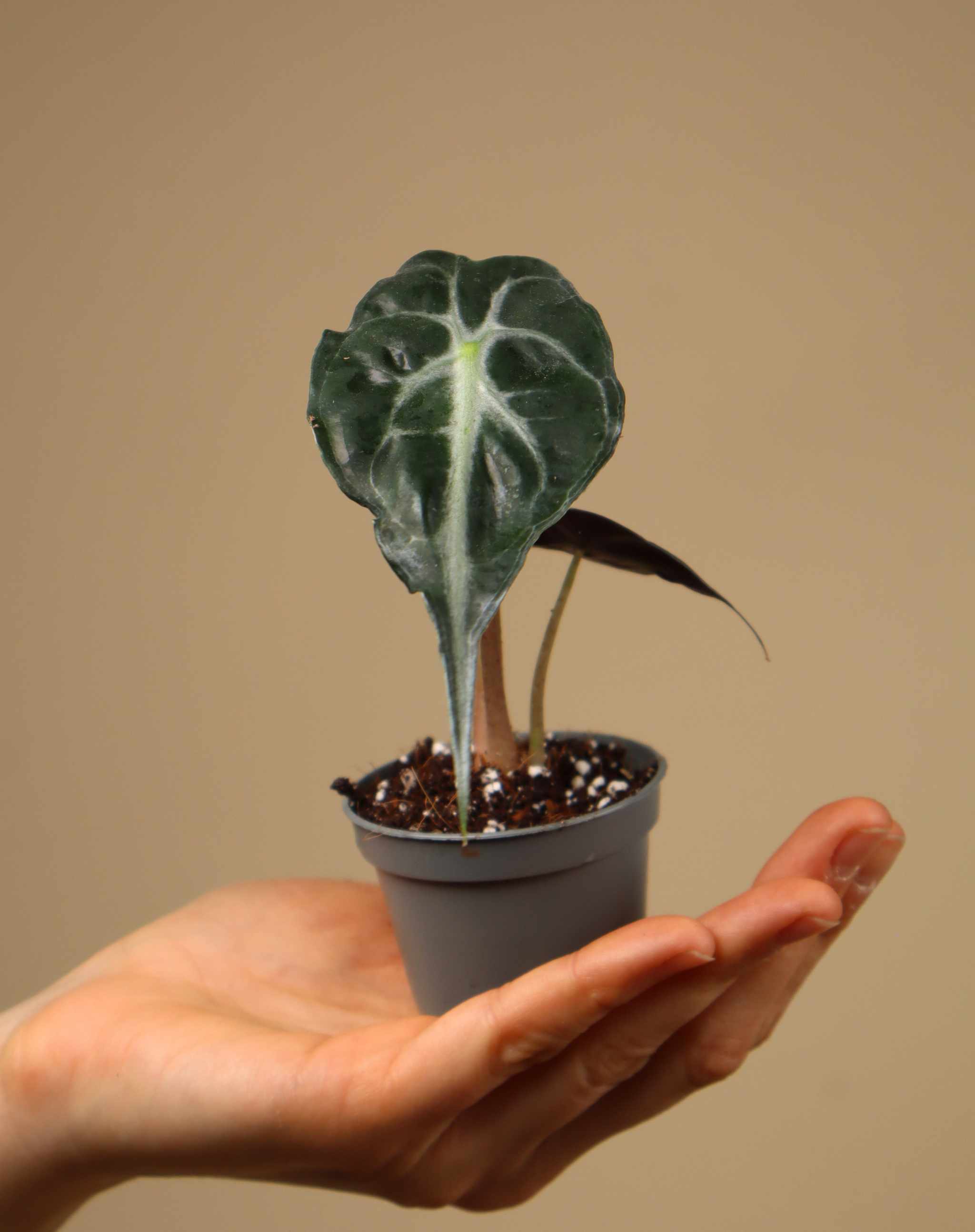 モンステラ・ポトス Alocasia Venom Alocasia 'Venom'│アロカシア・ヴェノム③│観葉植物 | tokyoplants