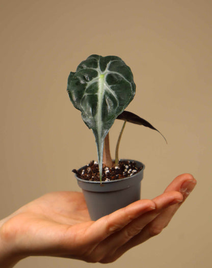 Alocasia 'Venom'