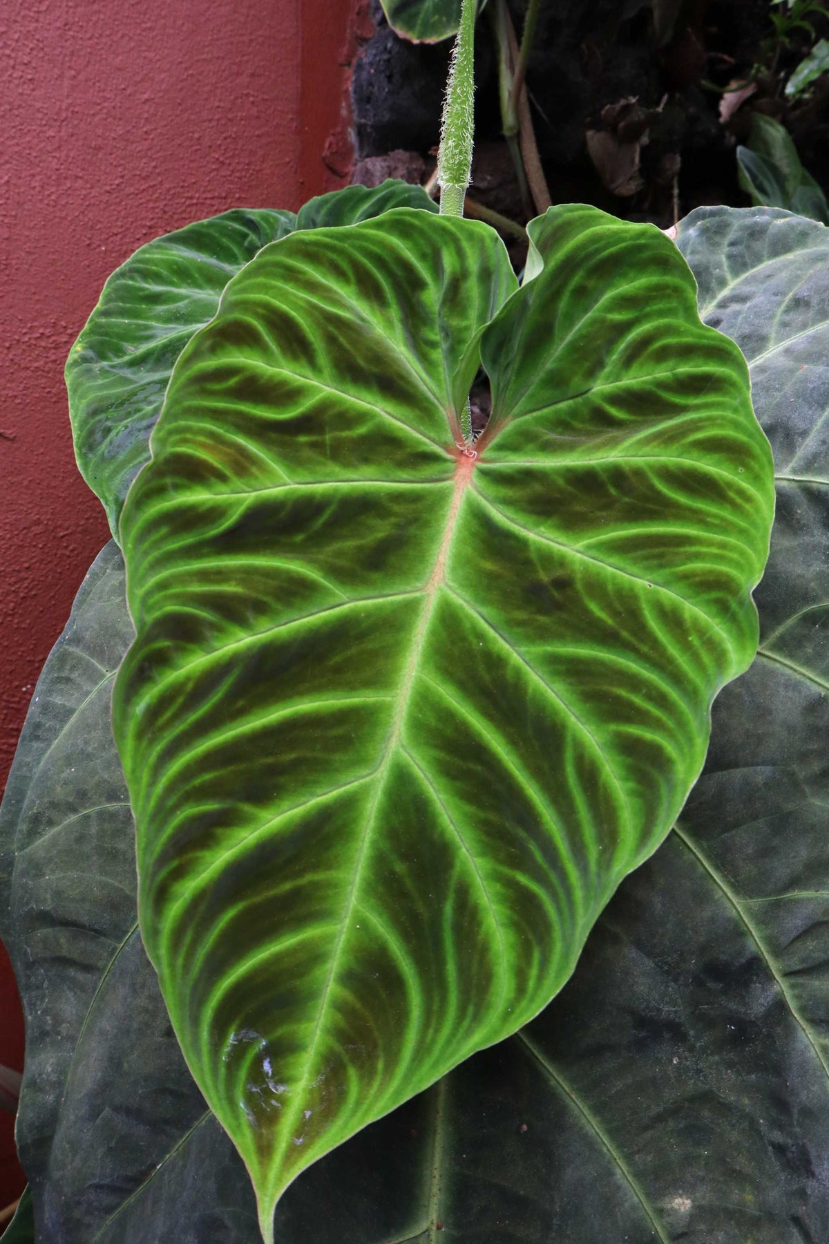 Philodendron verrucosum