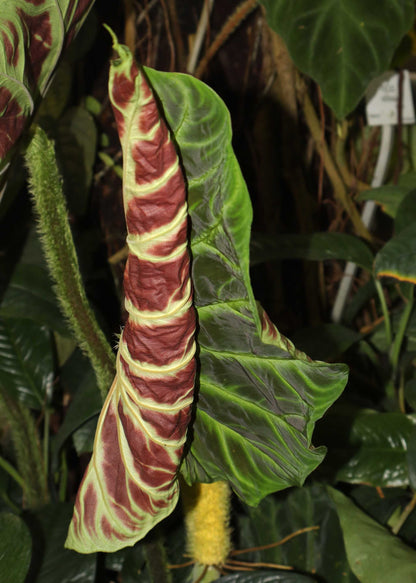 Philodendron verrucosum