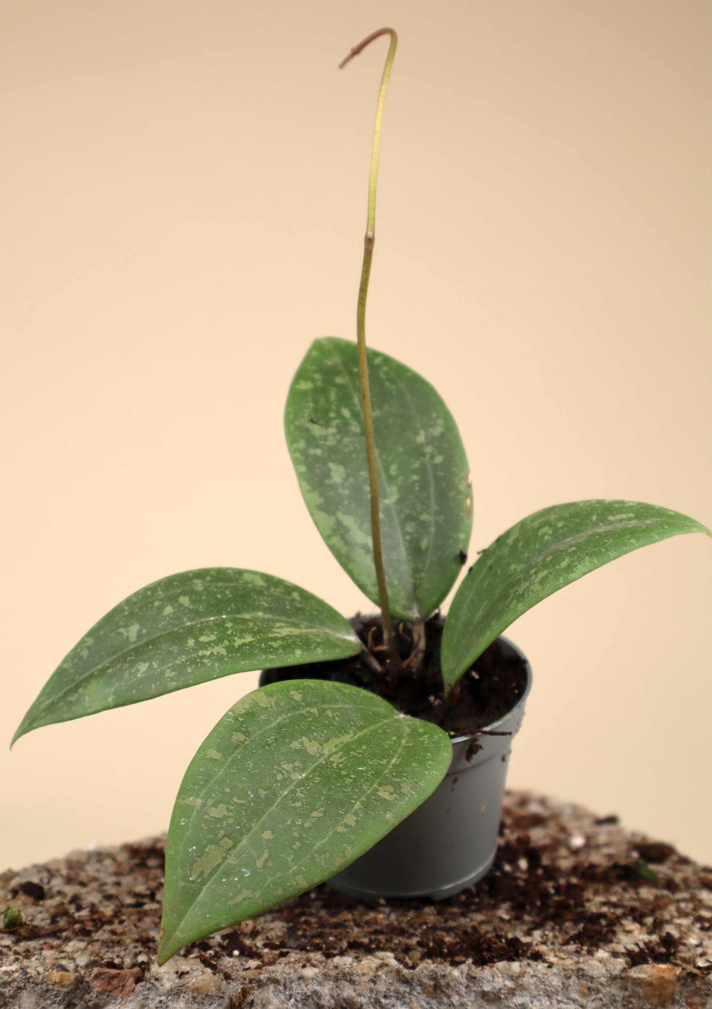 Hoya verticillata var. verticillatay