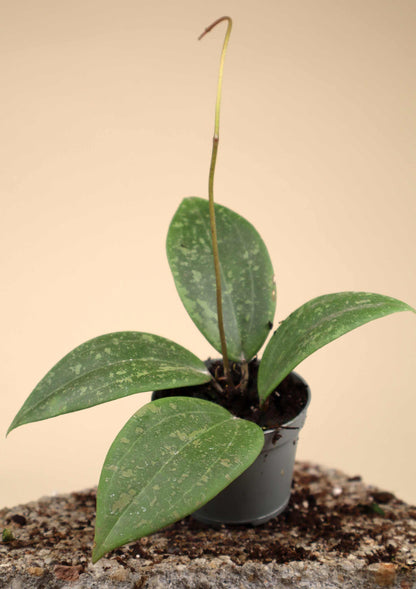 Hoya verticillata var. verticillatay