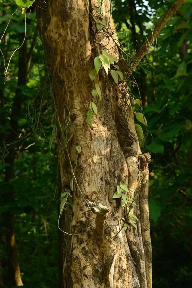 Hoya verticillata var. verticillatay