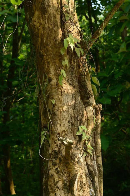 Hoya verticillata var. verticillatay