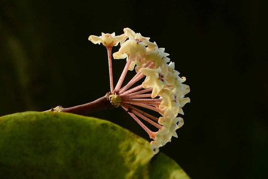 Hoya verticillata var. verticillatay