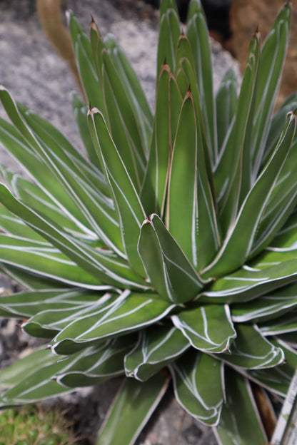 Agave victoriae-reginae