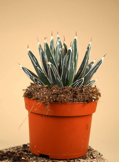 Agave victoriae-reginae