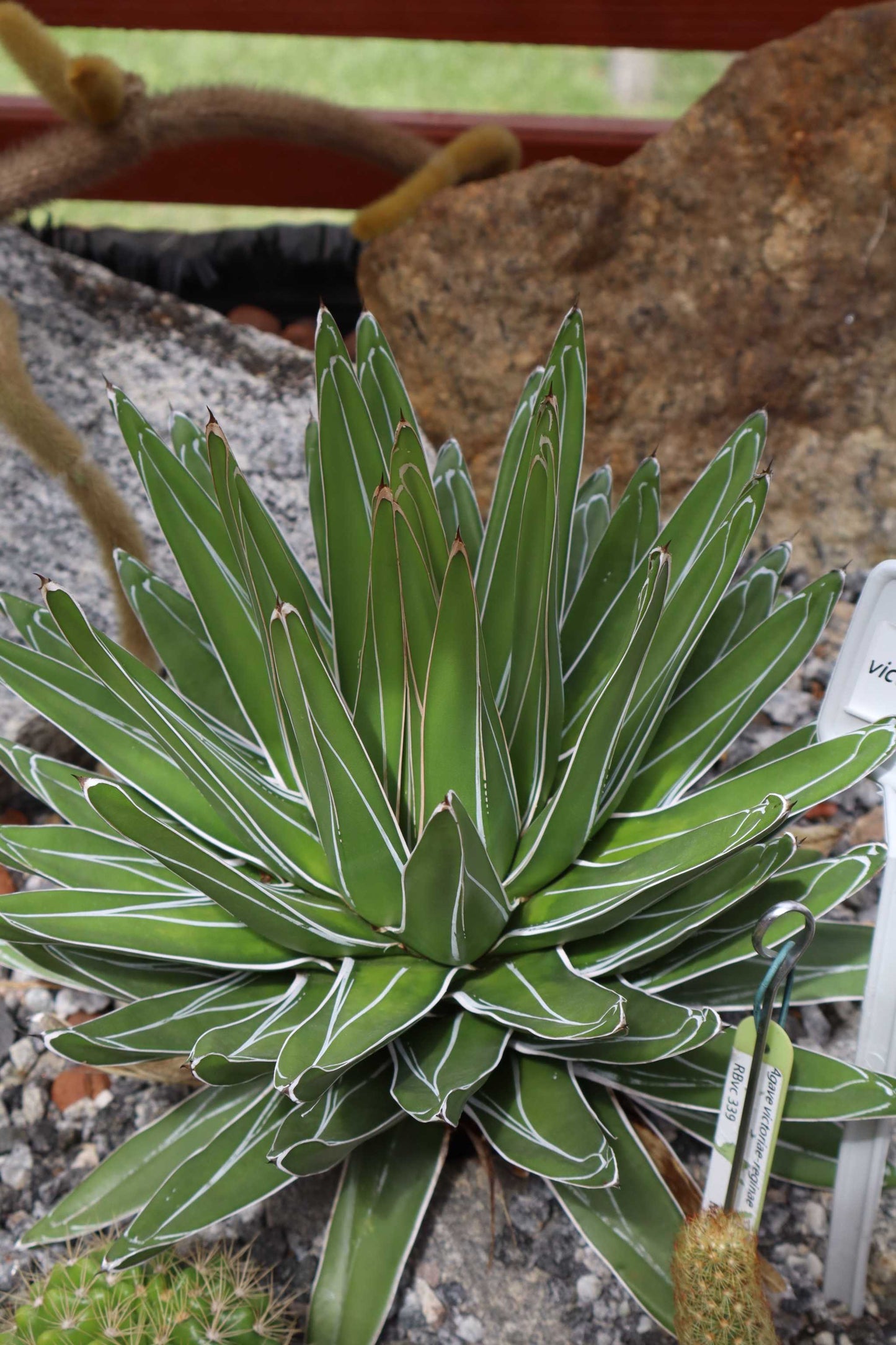 Agave victoriae-reginae
