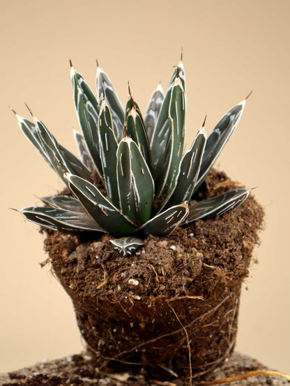 Agave victoriae-reginae