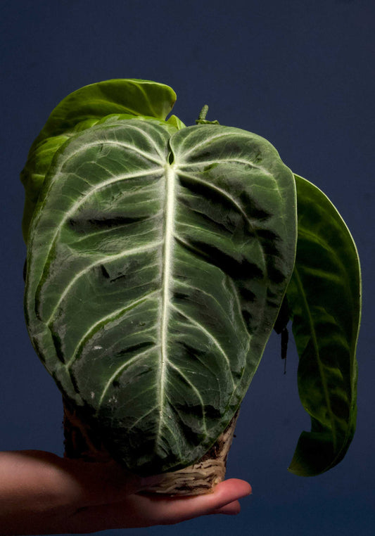 Anthurium villenaorum