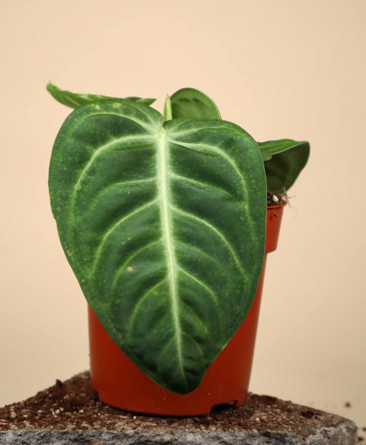 Anthurium villenaorum