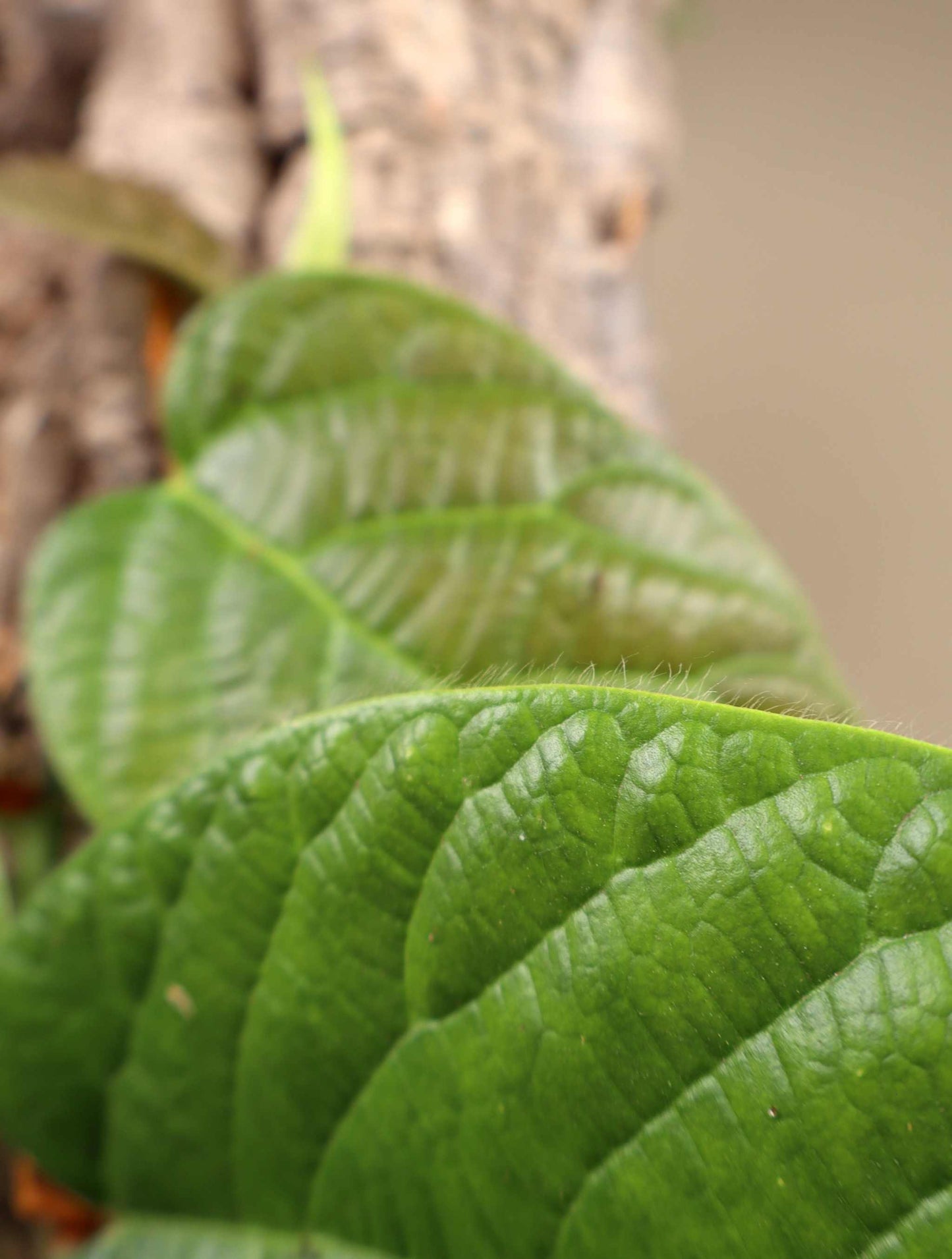Ficus villosa