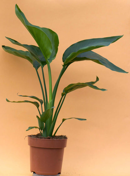 Papegojblomma 'Strelitzia nicolai'