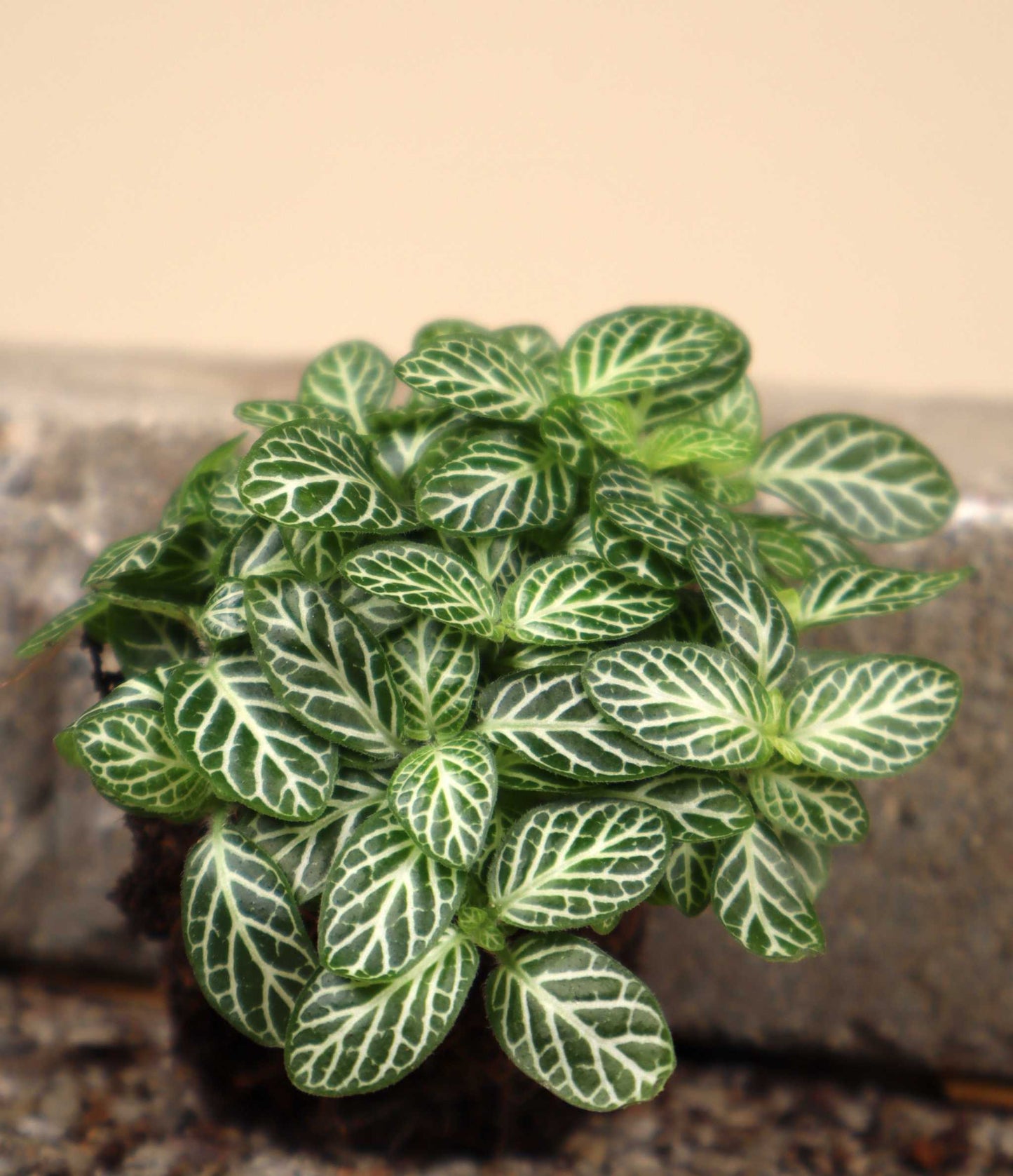 Fittonia albivenis 'Åderblad'
