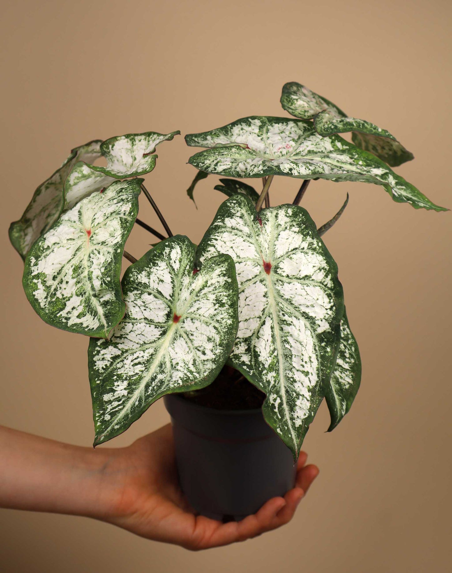 Caladium bicolor