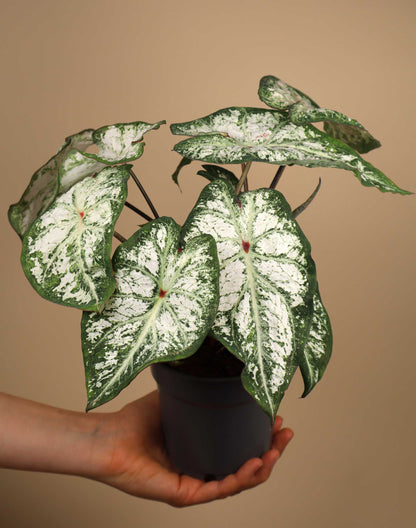 Caladium bicolor