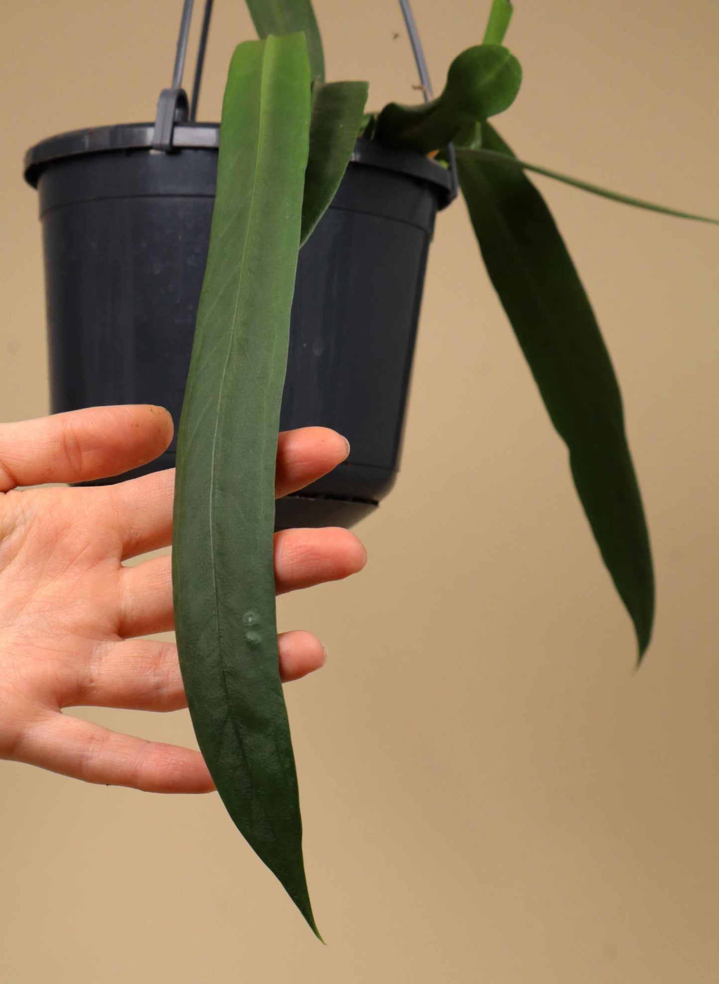 Anthurium vittariifolium