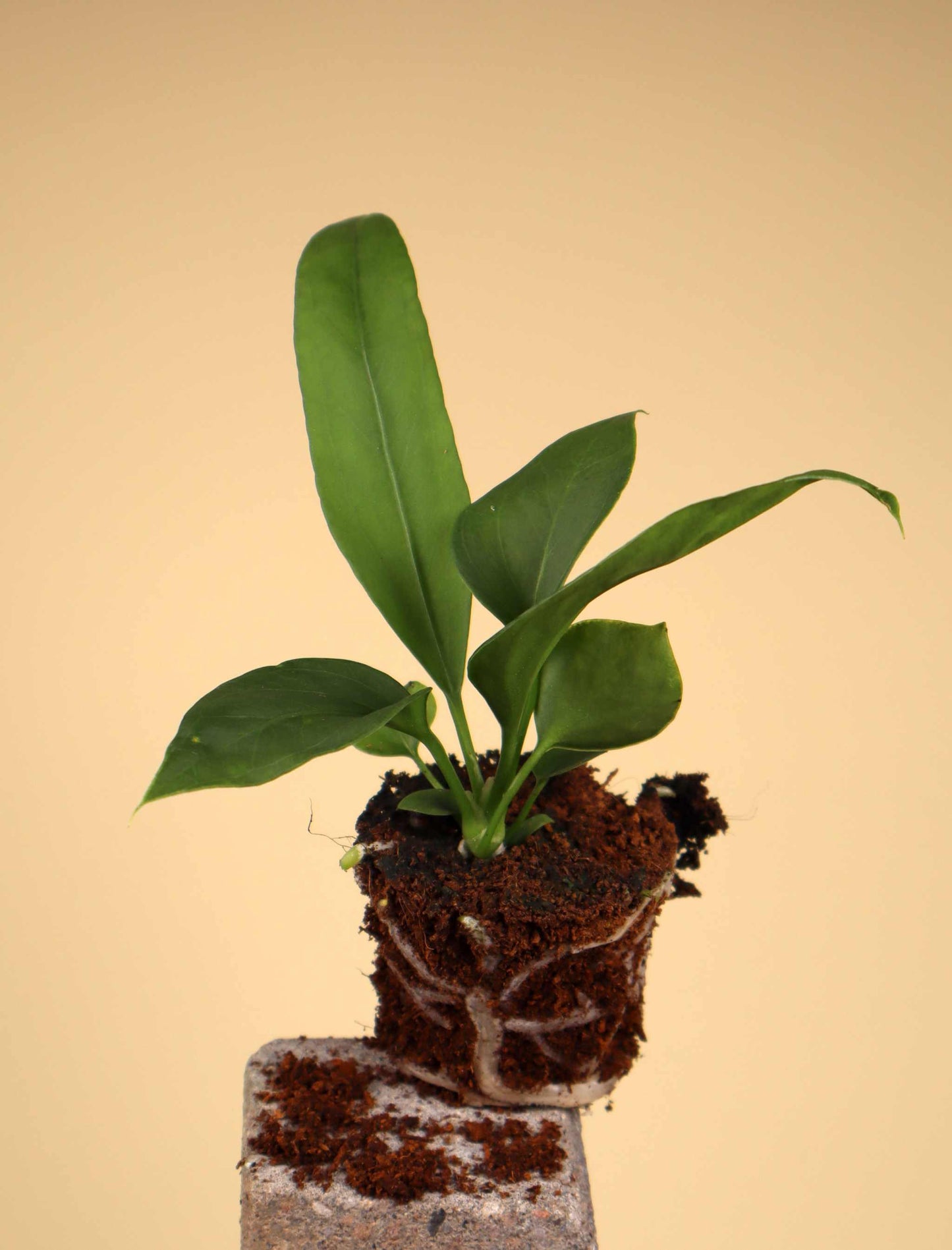 Anthurium vittariifolium