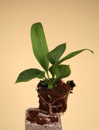 Anthurium vittariifolium