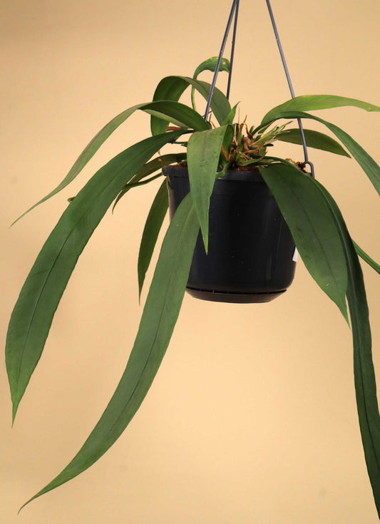 Anthurium vittariifolium