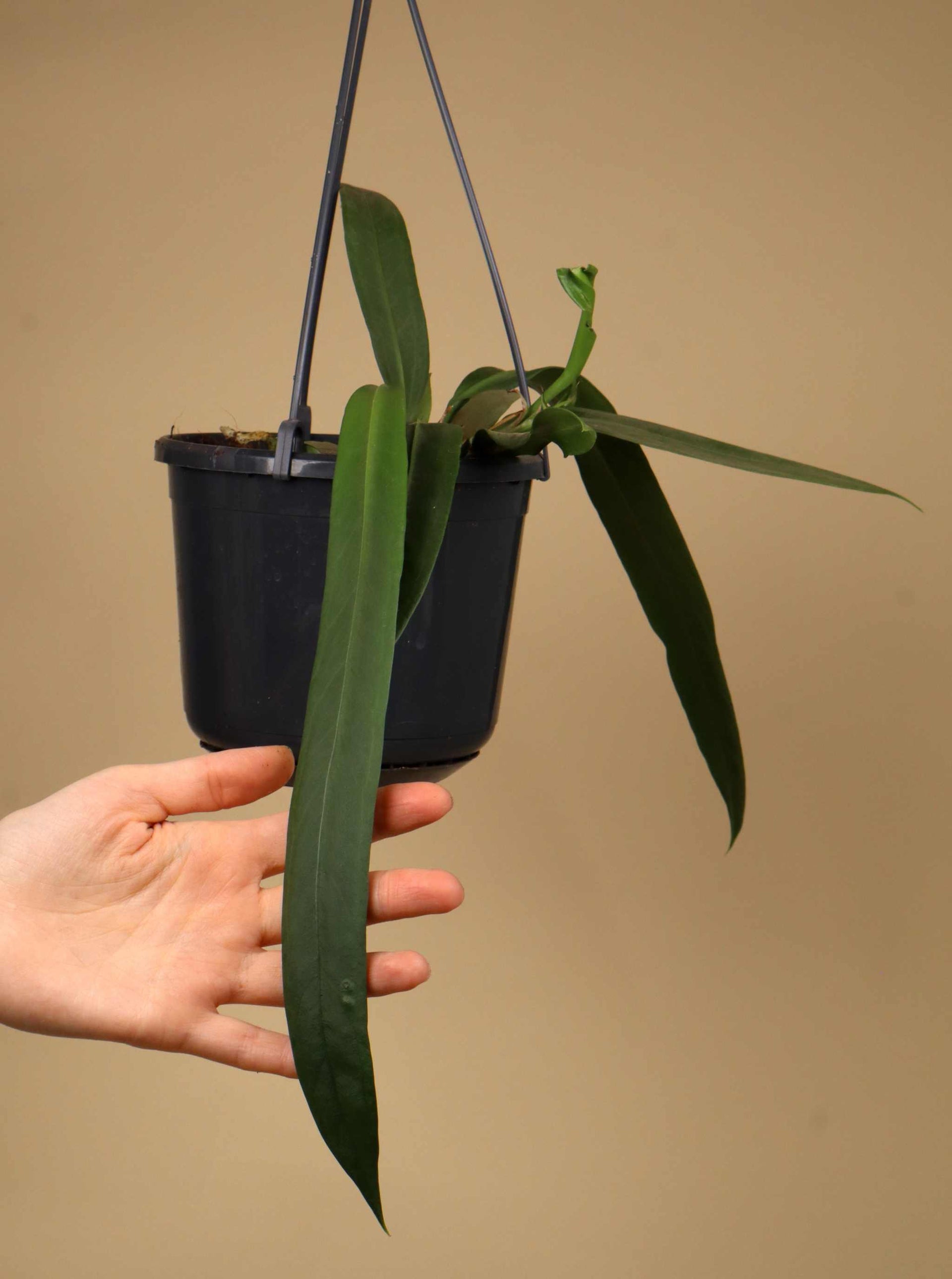 Anthurium Vittariifolium For Sale| Buy Unusual Plants Online – Ormbunker