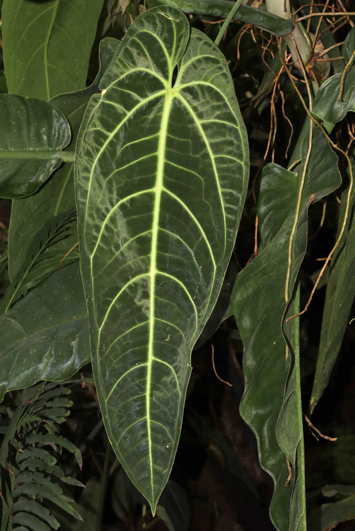 Anthurium warocqueanum