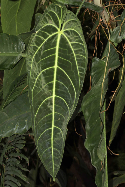 Anthurium warocqueanum
